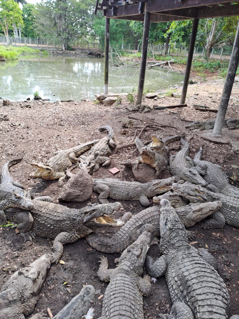 Cuban crocodiles in a reservoir